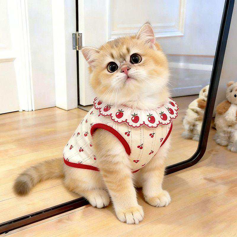 cat clothes